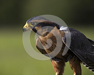 Applomado Falcon
