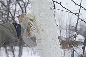 Apply a brush of whitewash to the trees in the garden to protect them from the sun