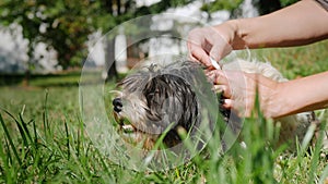 Apply the medicine to the skin of the dog. Treatment against ticks, suckers and other parasites