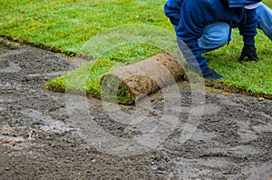 Applying rolled green grass with laying sod for new lawn