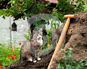 Appraising look from rural cat during a break