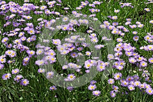 Appreciable amount of violet flowers of Erigeron speciosus in June