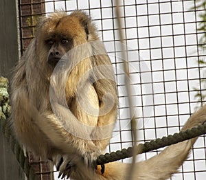 Apprehensive monkey at Zoo photo
