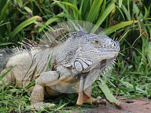 approach to Caribbean Iguana, an endangered species