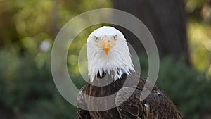 Approach to the head of an Bald Eagle seen from front looking towards the camera with background of unfocused trees. Scientific
