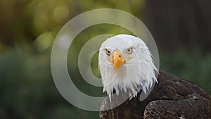 Approach to the head of an Bald Eagle seen from front looking towards the camera with background of unfocused trees. Scientific