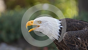 Approach to the head of an Bald Eagle seen from the side with the beak open with background of defocused trees. Scientific name: