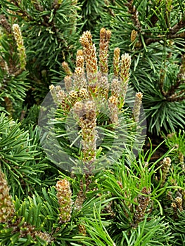 approach to pinus mugo tree foliage, background and texture