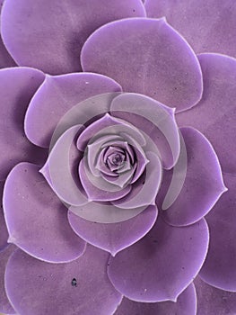 approach to purple echeveria plant, background and texture