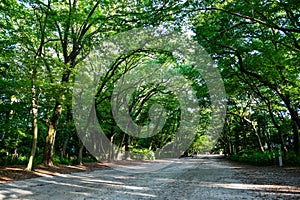 Approach to Shimogamo-jinja Shrine of fresh verdure in the evening, Kyoto, Japan