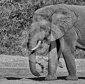 Approaching With Caution