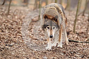 Approaching common wolf