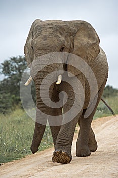 Approaching Elephant