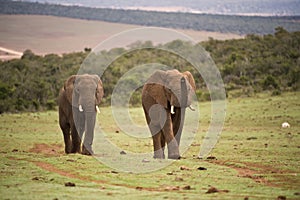 Approaching Elephants