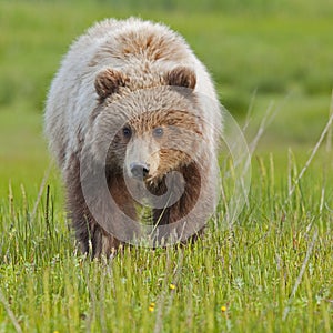 Approaching grizzly brown bear cub in grass