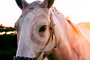 Approaching a head of a white horse with mooring straps