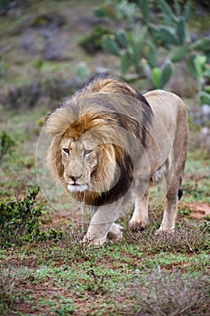 Approaching Lion