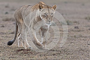 Approaching Lioness