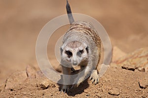 Approaching meerkat photo