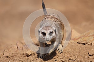 Approaching meerkat