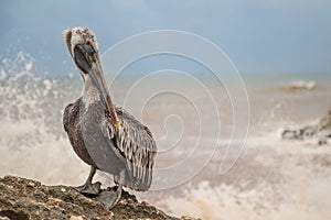 Approaching a Pelican