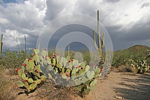 Approaching Rain Clouds - Sonora Desert photo