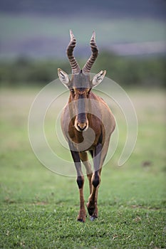Approaching Red Hartebeest Bull