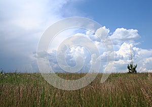 Approaching thunderclouds over grasses in the field