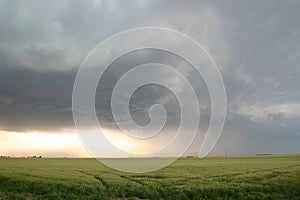 Approaching Thunderstorm over wheat field