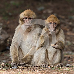 Bertuccia, or Barberia`s monkey, is a primate mammal living in Atlas in Morocco. photo