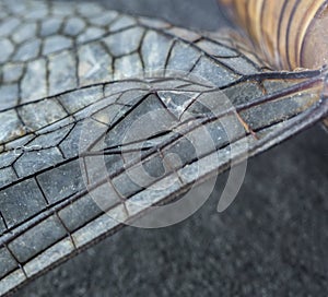 Approaching the wing of a dragonfly.