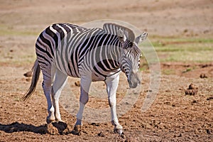 Approaching Zebra