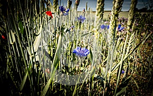 Appropriate ecological planting of grain fields with flowers