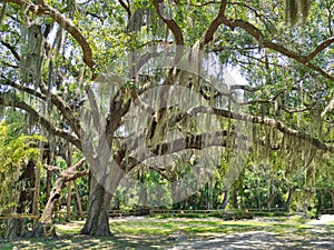 Gemini Springs Park in Volusia County, Florida photo