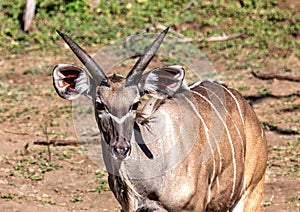 Approximately 12 month old Nyala male near the Chobe river in Botswana