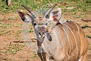 Approximately 12 month old Nyala male near the Chobe river in Botswana