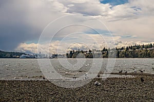 Apr 18, 2023 - Nanaimo, Canada: Birds congregate at the water's edge during low tide in Departure Bay