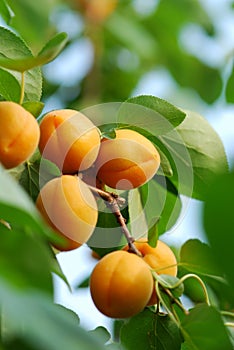 Apricot