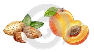 Apricot almond set composition watercolor isolated on white background