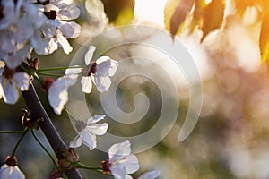 Apricot blooming at sunset. Nature background with background. Tranquil scene