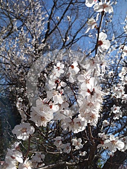 Apricot blooms