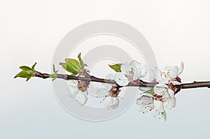 Apricot blooms