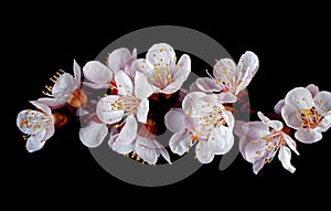 Apricot blossom branch isolated on black