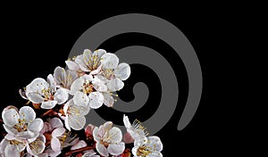 Apricot blossom branch isolated on black