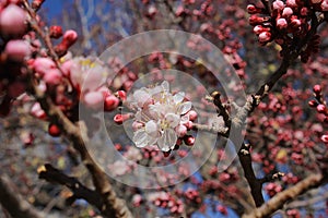 Apricot Blossom Flower at Alchi Monastery, Leh