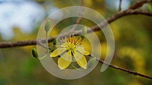 Apricot blossom Ochna integerrima Apricot Flowers VietNamese mickey mouse plant