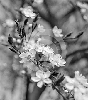 Apricot blossom