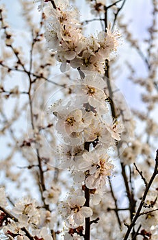 Apricot blossom