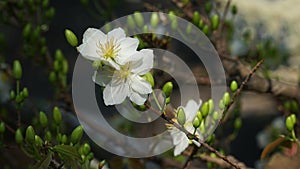 Apricot blossom White flowers - Flowers Tet in Holiday Vietnam