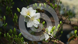 Apricot blossom White flowers - Flowers Tet in Holiday Vietnam photo